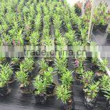 Weed Mat thumbnail-2