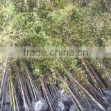 Phyllostachys Nigra Bushy Potted thumbnail-1