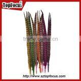 50-55 CM Natural Bulk Ringneck Tail Pheasant Feathers for Wedding Decoration thumbnail-3
