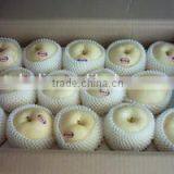 Chinese Fresh Shingo Pear to USA thumbnail-5