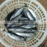 Bonito,Skipjack Tuna From Ningbo
