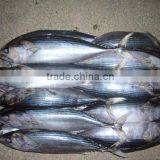 700-1000g Frozen Bonito Tuna Fish