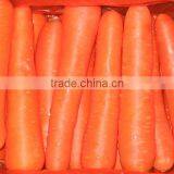 Fresh Carrot thumbnail-1