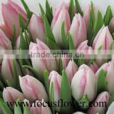 Hot Selling 2016 First class tulip flower fresh flower From Kunming,Yunnan