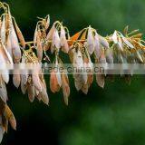 Best Supplier Macleaya Cordata Extract 60% 80% Alkaloids thumbnail-2