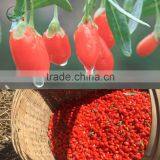 Dried Goji Berry Organic Goji Berries thumbnail-3