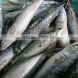 Best Board Frozen Pacific Mackerel