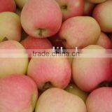 Fresh Gala Apple