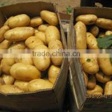 2015 crop fresh potatoes 10kg