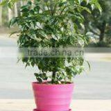 15040110 Supply High Quality Colorful Melamine Flowerpot thumbnail-2