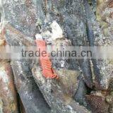 Whole Round Frozen Peru Giant Squid thumbnail-2