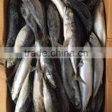 Frozen Mackerel 300-400g 2016 thumbnail-5