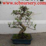 Ficus Bonsai Art 25cm thumbnail-1