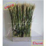 Daily Life Decoration Arrangement