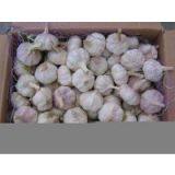 Sell Garlic thumbnail-1