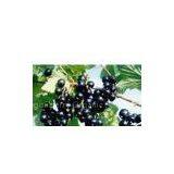 Blackcurrant Concentrate thumbnail-1