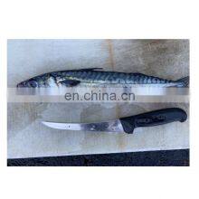 Seafrozen Pacific Mackerel Fish Whole Round BQF 200-400g 400-600g for Market thumbnail-3