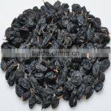 DARK BLACK RAISIN thumbnail-1