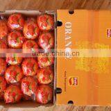Bulk Navel Orange Fruits for Sale thumbnail-6