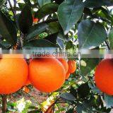 Fresh Navel Orange Citrus Fruits 15kg Box thumbnail-4