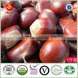 Hot Sale Organic Fresh Chinese Chestnut thumbnail-4