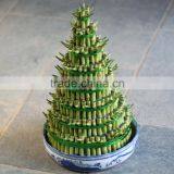 Lucky Bamboo Bonsai thumbnail-3