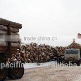 Timber Log / Sawlogs / Wood Round Logs / LARCH/BIRCH/SPRUCE/PINE READY FOR EXPORT FROM FAR EAST RUSSIAN PORTS thumbnail-2