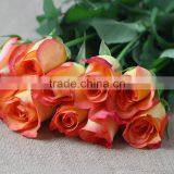 Supply Good Quality Fresh Cut Natural Rose Flowers From Plants Base thumbnail-1