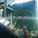 Ficus Microcarpa/Ficus Bonsai/Ficus Tree