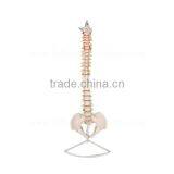 Life-Size Education Anatomical Spine Model thumbnail-2