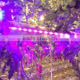 Modern Agricultural Equipments Interlight Grow Light Bar for Cucumber Greenhouse Grow Waterproof thumbnail-3