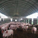 250mm PE Film Covered Single-Span Greenhouse For Cow/Pig Growing thumbnail-5