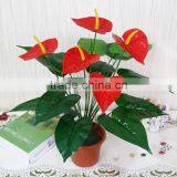WF - 78952 Flamingo Flower Bonsai, Potted Flamingo Flower thumbnail-1