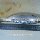 Frozen Sardine (sardinella Longiceps) ,New Arrivals thumbnail-1
