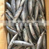 Sea Frozen Fresh Good Price Bonito Skipjack Tuna thumbnail-6