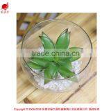 Mini Succulent Plants Bonsai High Quality Succullent Plants thumbnail-1