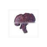 Reishi Extracts thumbnail-1