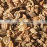 Celery Seed thumbnail-2