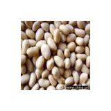 Sell Blanched Peanut Kernels, Round Type, 41/51