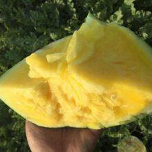 Golden Orchid Small Seedless Yellow Flesh Watermelon Seeds thumbnail-2