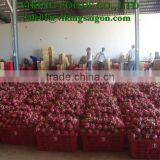 WHITE DRAGON FRUIT _ GOOD QUALITY _ GOOD PRICE thumbnail-6