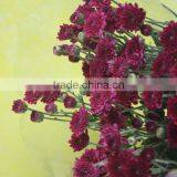 Exquisite Hotsell Fresh Chrysanthemum Flower Tree thumbnail-3
