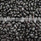black beans new crop