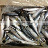 Top Selling 8-10pcs/kg Pacific Mackerel for Market