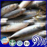 Scientific Name of Pacific Mackerel Fish for Sale thumbnail-2