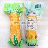 Fresh Sweet Corn Cob Vacuumed thumbnail-1