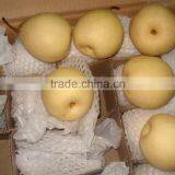 New Crop ya Pear Yellow Fruit From China