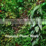 2014 Factory Price New Designed High Quality Artificial Plant Wall/fake Plant Wall for Decoration thumbnail-1