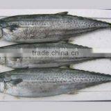 Land Frozen Spanish Mackerel 300-500g thumbnail-1