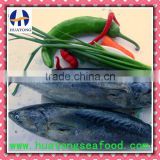 frozen bonito fish whole round for canned